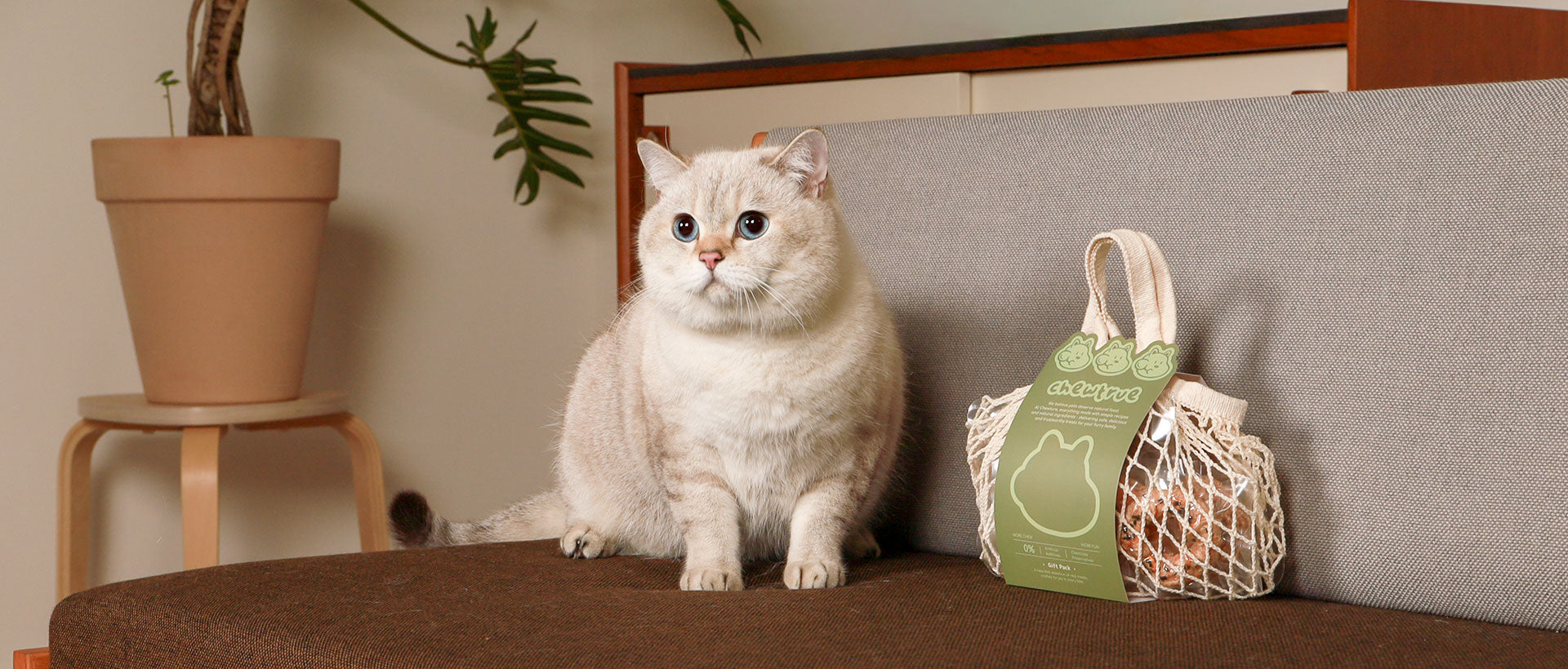 British Shorthair cat sitting next to a bag of ChewTrue treats on a sofa.