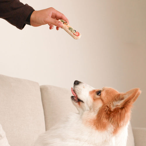 Happy Corgi looking up eagerly at a ChewTrue fruit and vegetable pizza treat held by owner.