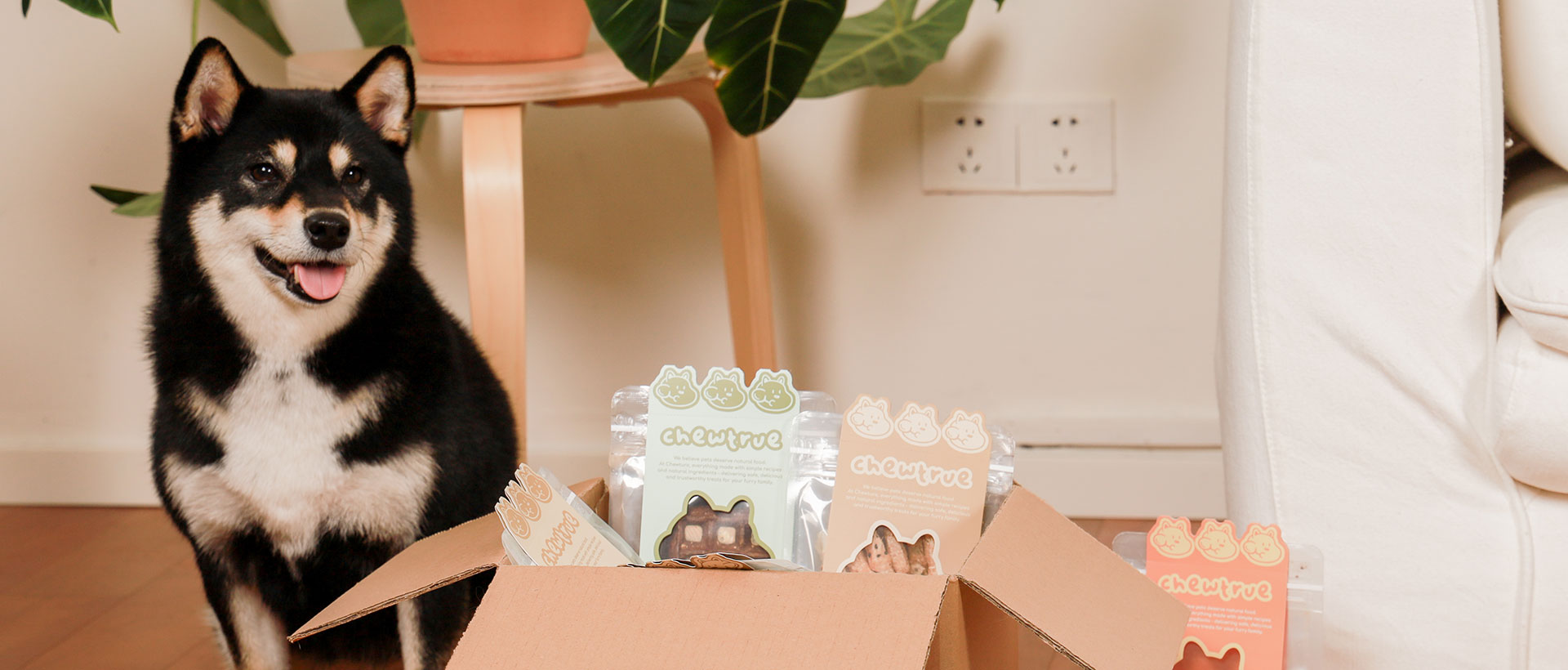 Shiba Inu dog waiting next to an open box of ChewTrue natural treats.