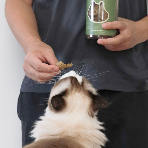 Fluffy Ragdoll cat looking intently at a ChewTrue crispy meat chip held by owner next to the product jar.