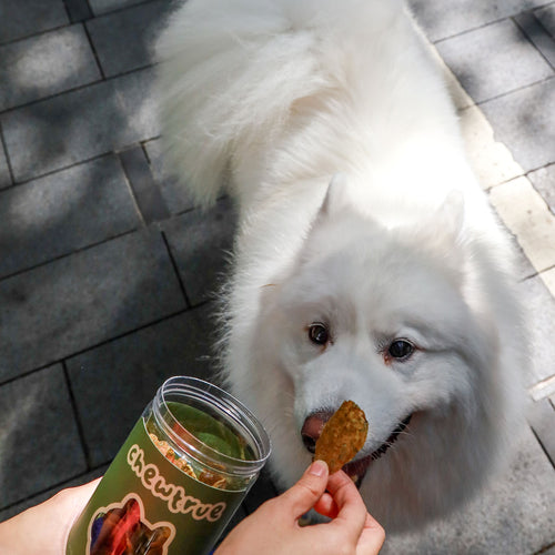 White Samoyed dog gently taking a ChewTrue chicken and vegetable chip from owner's hand outdoors.