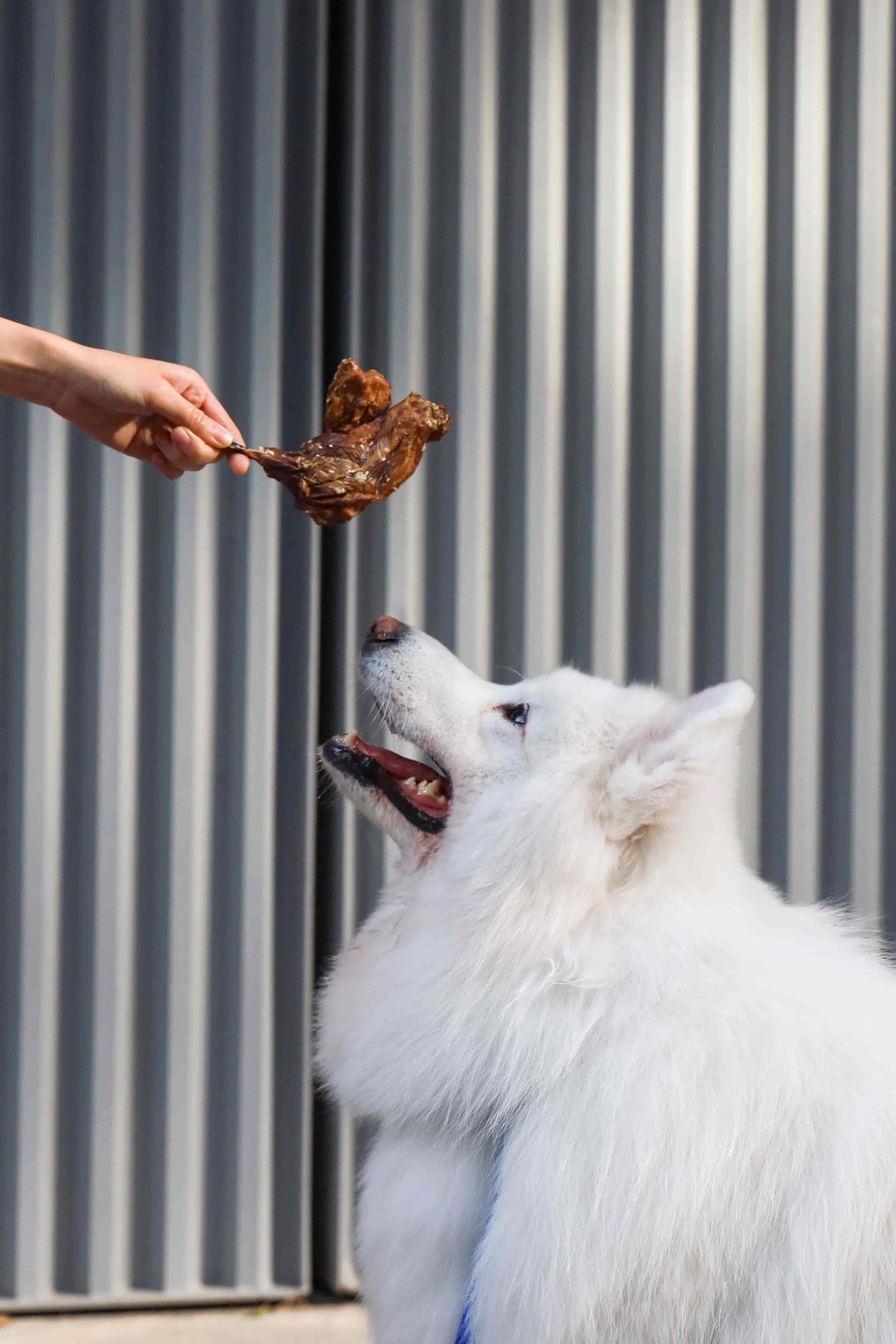FIND TREATS FOR YOUR PET