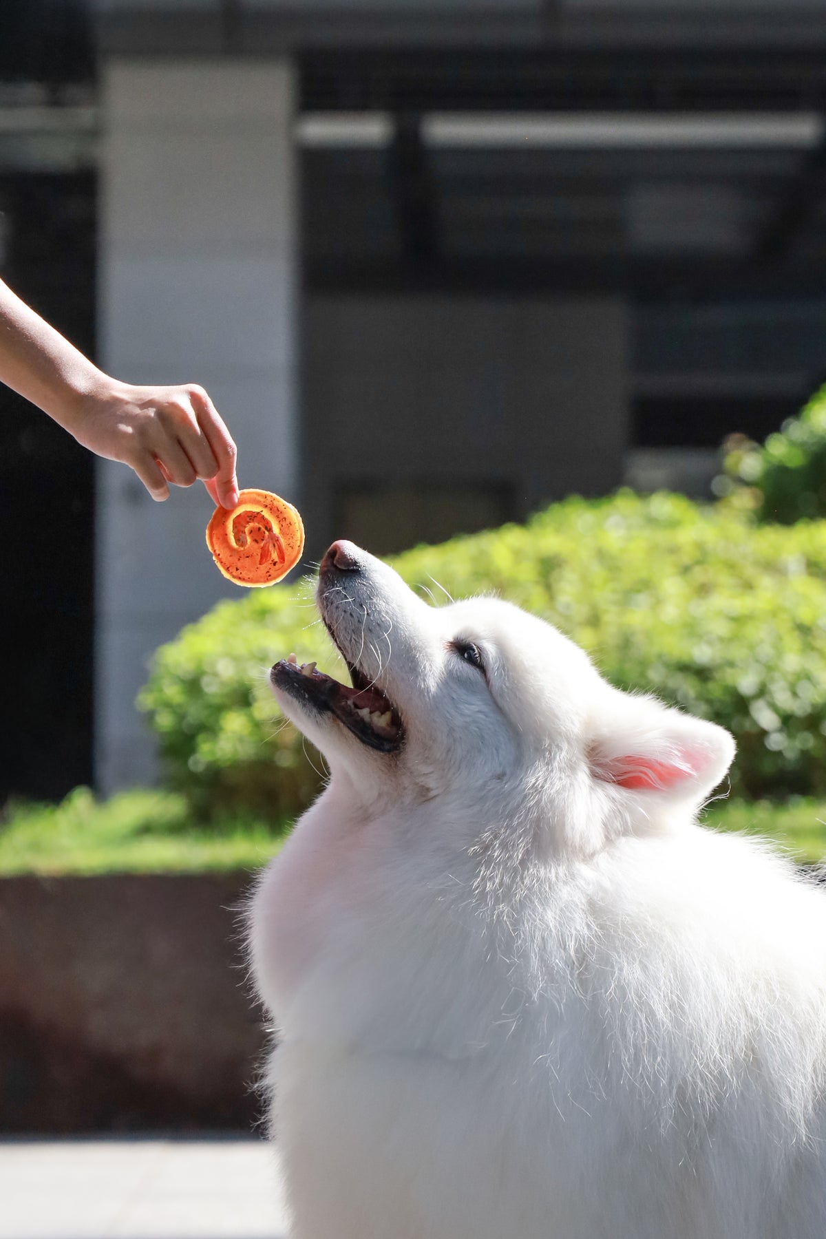 FIND TREATS FOR YOUR PET