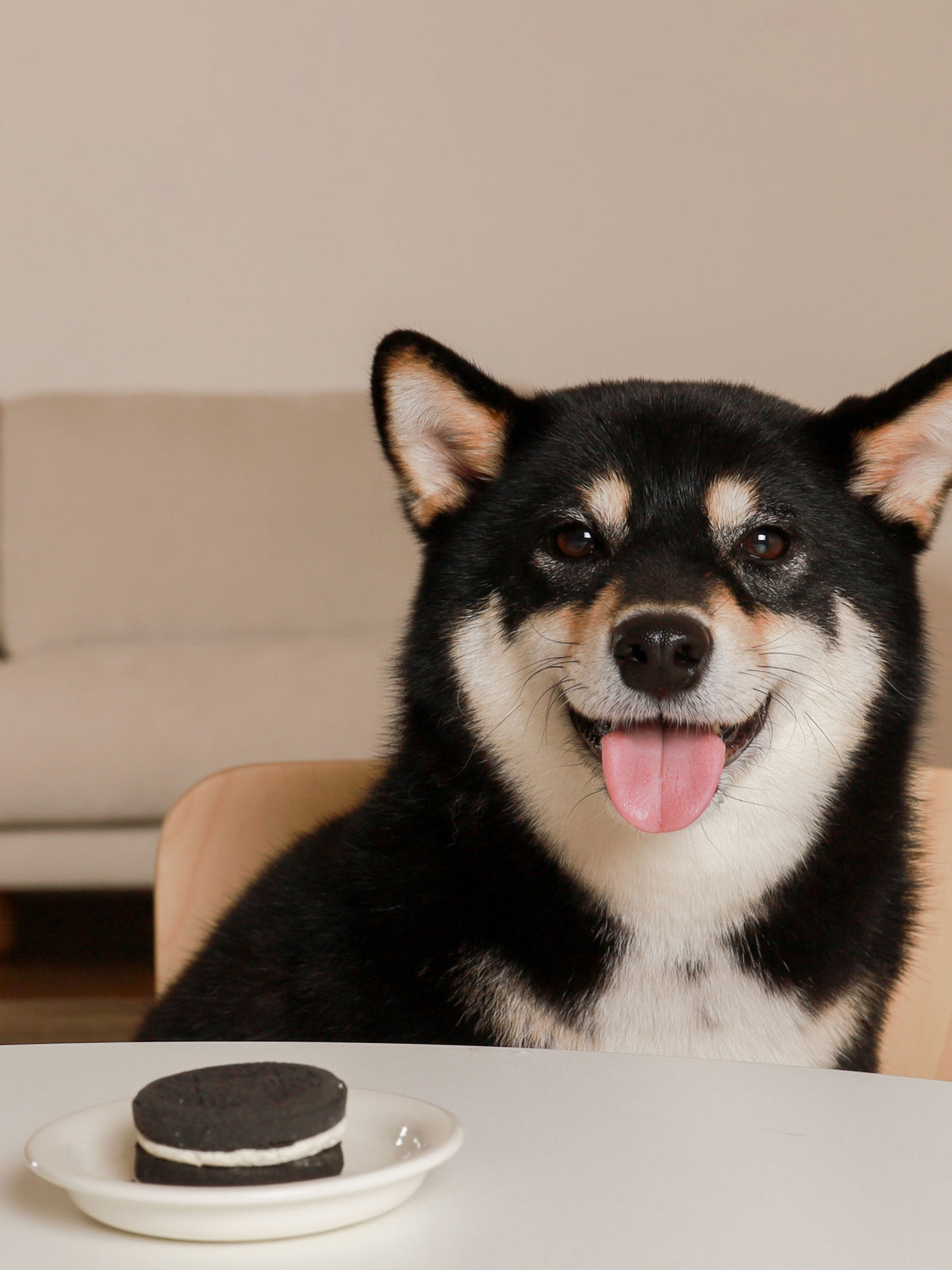 ChewTrue natural pet treat brand scene